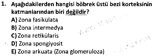 LAB1009 Veteriner Histoloji ve Embriyoloji çıkmış sınav sorusu 1