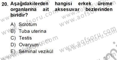 İnsan Anatomisi Ve Fizyolojisi Dersi 2013 - 2014 Yılı (Final) Dönem Sonu Sınav Soruları 20. Soru