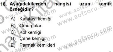 İnsan Anatomisi Ve Fizyolojisi Dersi 2015 - 2016 Yılı (Vize) Ara Sınav Soruları 18. Soru