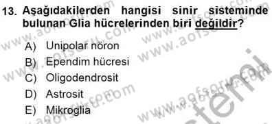 İnsan Anatomisi Ve Fizyolojisi Dersi 2015 - 2016 Yılı (Final) Dönem Sonu Sınav Soruları 13. Soru