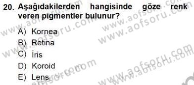 İnsan Anatomisi Ve Fizyolojisi Dersi 2012 - 2013 Yılı (Vize) Ara Sınav Soruları 20. Soru