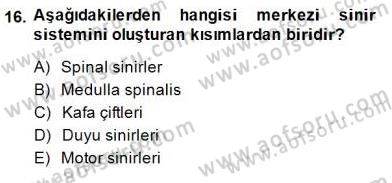 İnsan Anatomisi Ve Fizyolojisi Dersi 2014 - 2015 Yılı (Vize) Ara Sınav Soruları 16. Soru