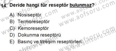 İnsan Anatomisi Ve Fizyolojisi Dersi 2014 - 2015 Yılı (Vize) Ara Sınav Soruları 14. Soru