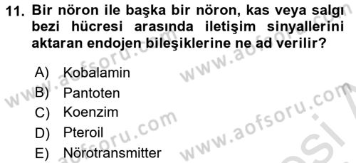 Beslenmenin Temel İlkeleri Dersi 2024 - 2025 Yılı (Vize) Ara Sınav Soruları 11. Soru