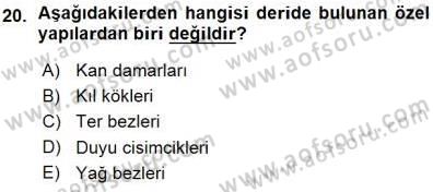 İnsan Anatomisi Ve Fizyolojisi Dersi 2015 - 2016 Yılı (Vize) Ara Sınav Soruları 20. Soru