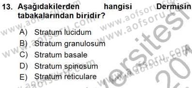 İnsan Anatomisi Ve Fizyolojisi Dersi 2015 - 2016 Yılı (Vize) Ara Sınav Soruları 13. Soru