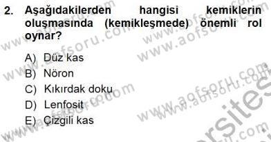 İnsan Anatomisi Ve Fizyolojisi Dersi 2012 - 2013 Yılı (Final) Dönem Sonu Sınav Soruları 2. Soru