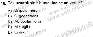 İnsan Anatomisi Ve Fizyolojisi Dersi 2012 - 2013 Yılı (Vize) Ara Sınav Soruları 16. Soru