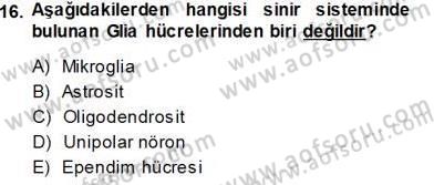 İnsan Anatomisi Ve Fizyolojisi Dersi 2013 - 2014 Yılı (Vize) Ara Sınav Soruları 16. Soru