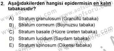 İnsan Anatomisi Ve Fizyolojisi Dersi 2015 - 2016 Yılı (Final) Dönem Sonu Sınav Soruları 2. Soru