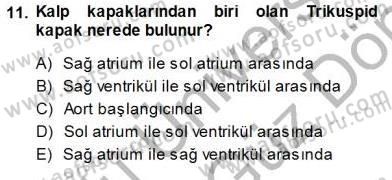 İnsan Anatomisi Ve Fizyolojisi Dersi 2013 - 2014 Yılı (Final) Dönem Sonu Sınav Soruları 11. Soru