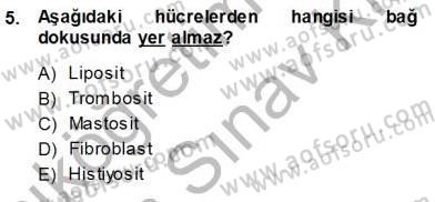 İnsan Anatomisi Ve Fizyolojisi Dersi 2013 - 2014 Yılı (Vize) Ara Sınav Soruları 5. Soru