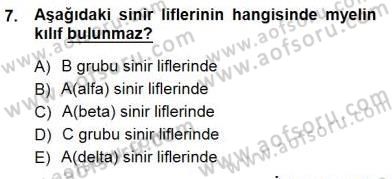 İnsan Anatomisi Ve Fizyolojisi Dersi 2012 - 2013 Yılı (Final) Dönem Sonu Sınav Soruları 7. Soru