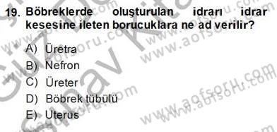 İnsan Anatomisi Ve Fizyolojisi Dersi 2014 - 2015 Yılı (Final) Dönem Sonu Sınav Soruları 19. Soru